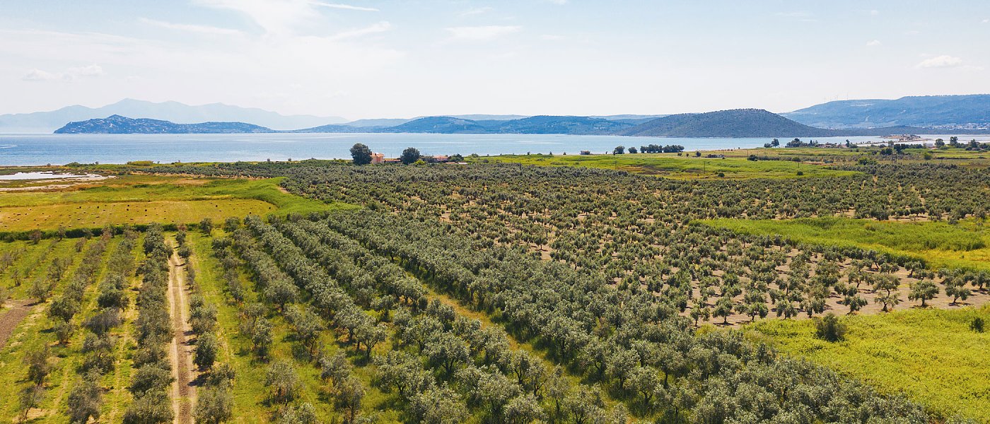 Αγροτεμάχια με ΑΤΑΚ και ΚΑΕΚ λόγω κωδικού 54350 κινδυνεύουν να μείνουν απλήρωτα, σε απόγνωση οι παραγωγοί