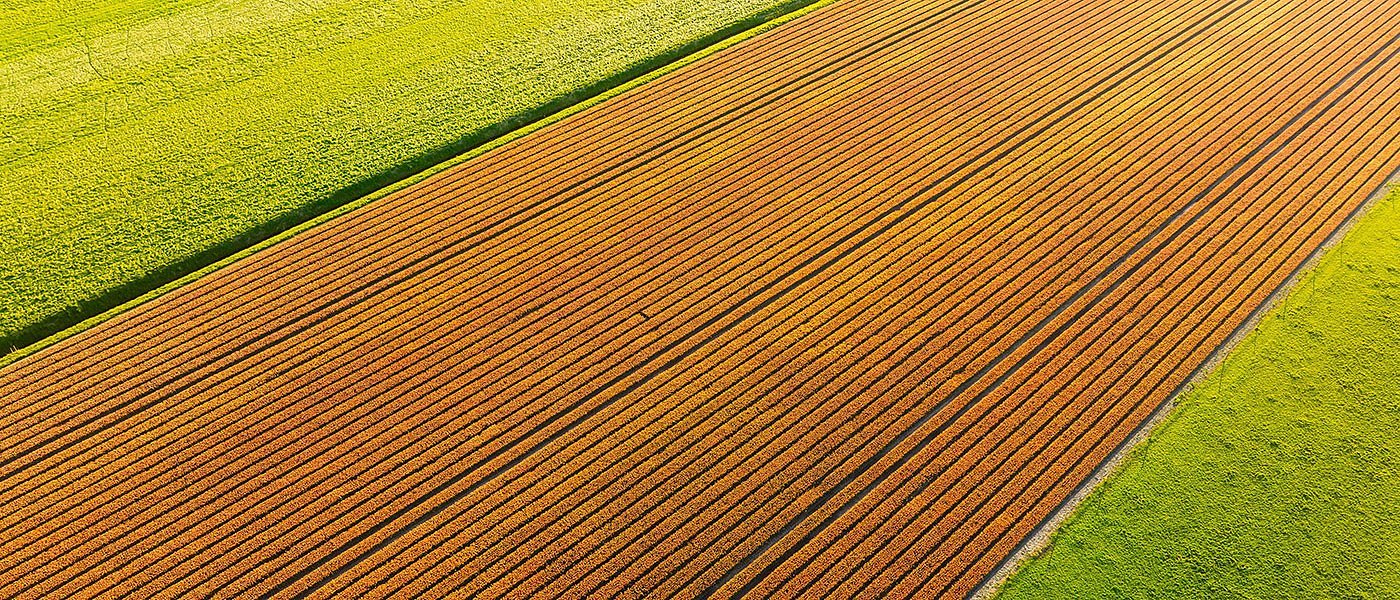 ΟΣΔΕ: Όταν το ίδιο χωράφι εμφανίζεται σε δύο ή τρεις εγγραφές στην πλατφόρμα της ΕΑΕ