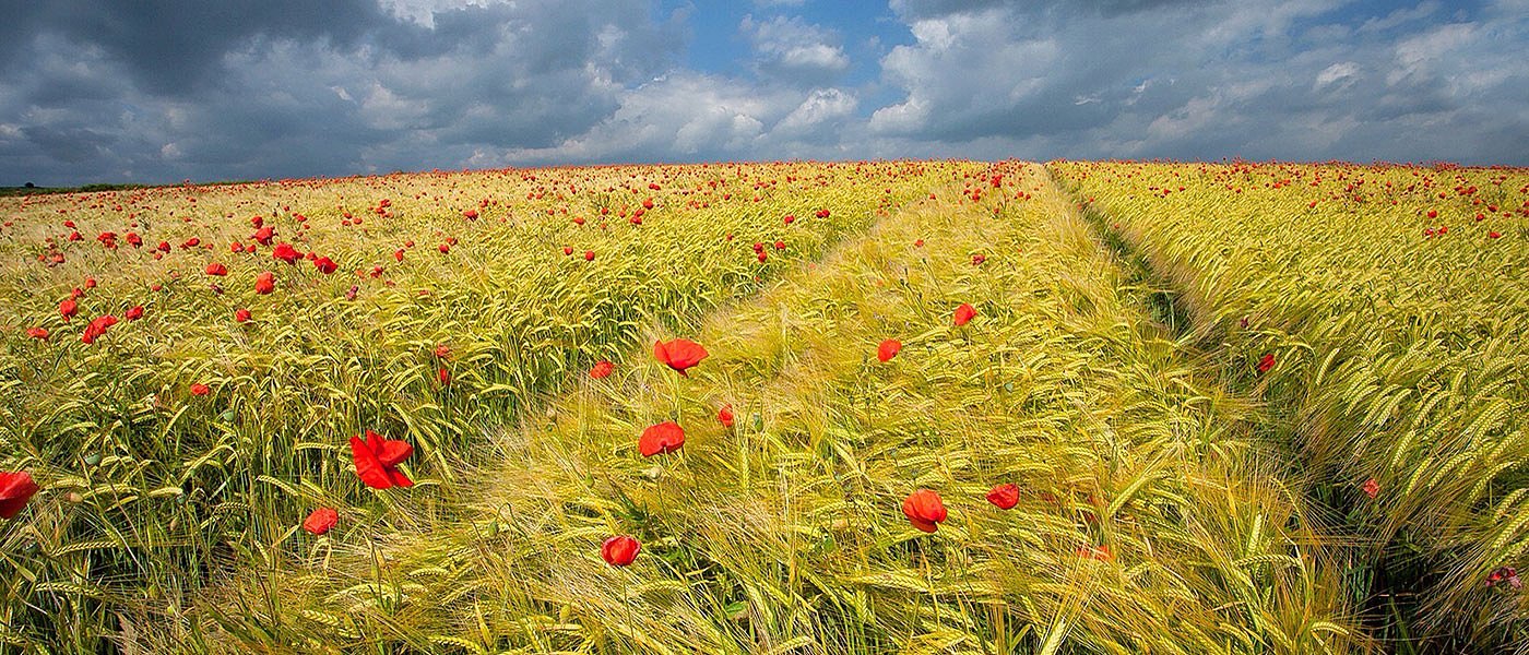 Ανθεκτικά ζιζάνια: Μια αυξανόμενη πρόκληση για τις καλλιέργειες