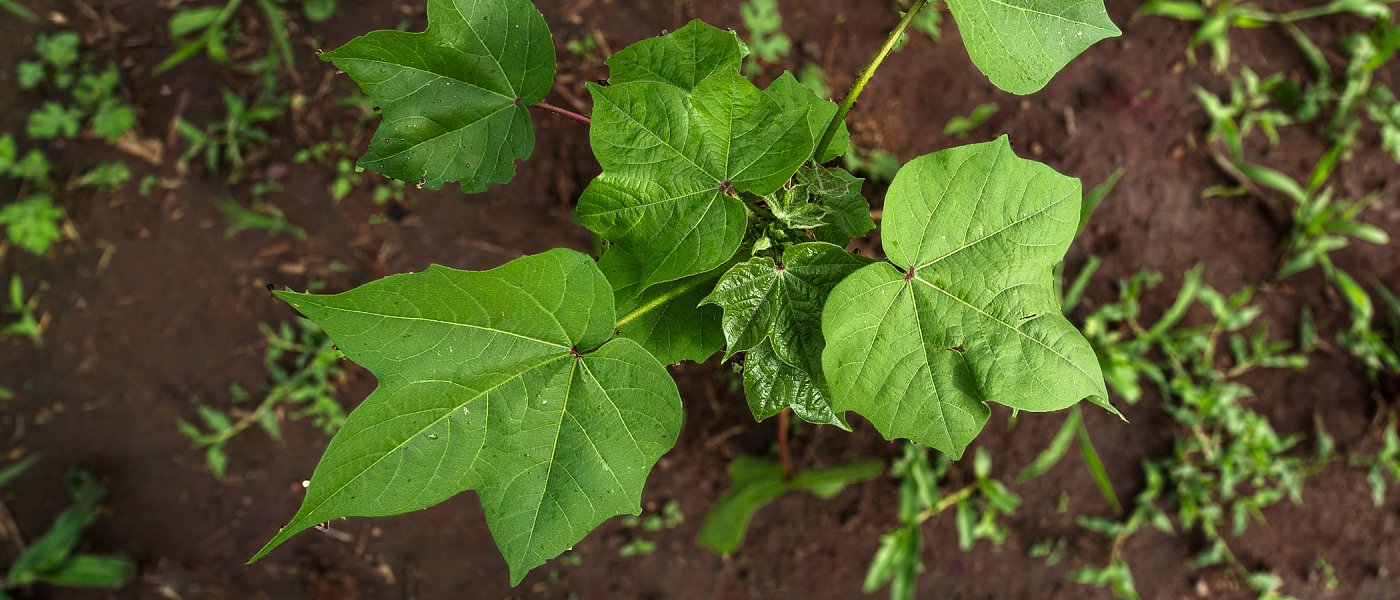 Ζιζάνια στο βαμβάκι: Τι πρέπει να προσέξουν οι παραγωγοί για αποτελεσματική αντιμετώπιση