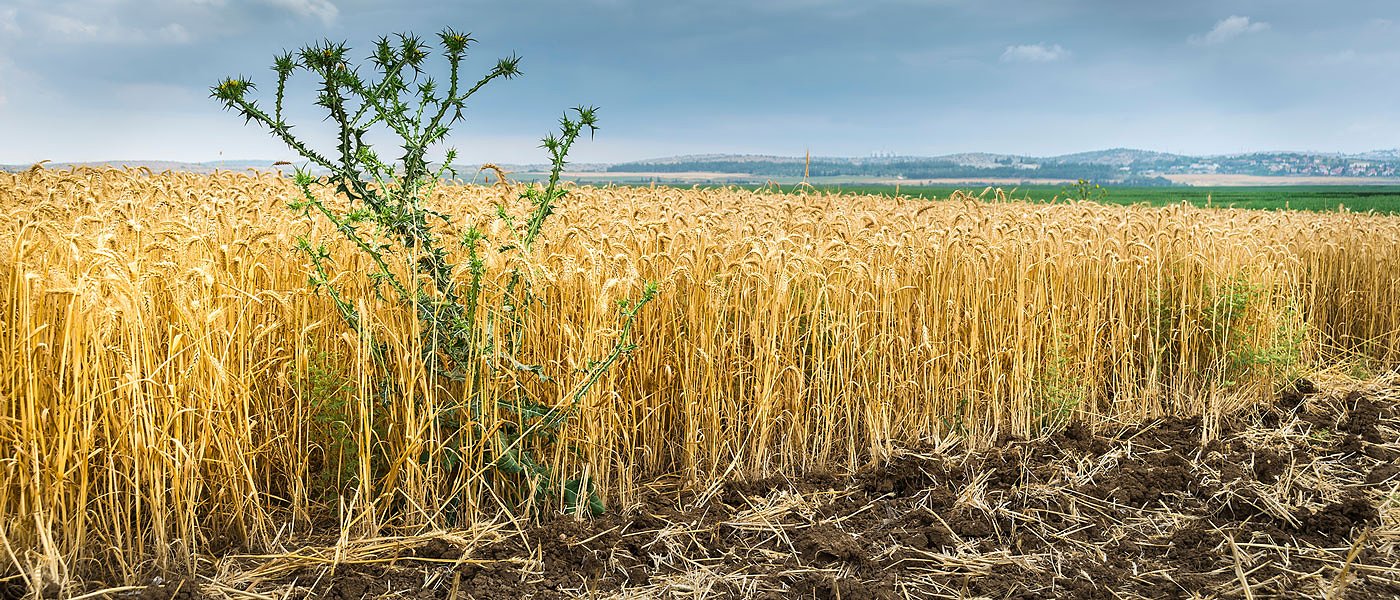 Ανθεκτικά ζιζάνια: Μια αυξανόμενη πρόκληση για τις καλλιέργειες