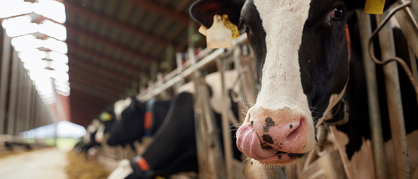 Μείωση εξάρτησης από εισαγωγές πρωτεϊνούχων ζωοτροφών συζητά η ΕΕ