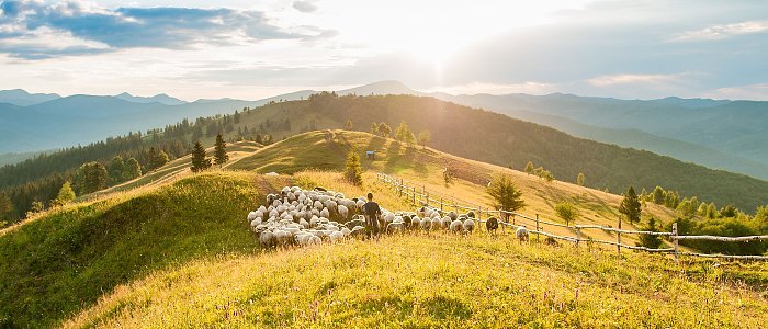 Η νέα κατανομή βοσκοτόπων βγάζει εκτός επιλεξιμότητας για εξισωτική, κάποιοι κτηνοτρόφοι χάνουν έως και 2.500 ευρώ