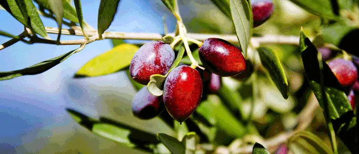 Ξεκίνησε η συγκομιδή στις ελιές Καλαμών, προβλήματα και πρώτες προβλέψεις παραγωγής, πως ξεκίνησαν οι τιμές