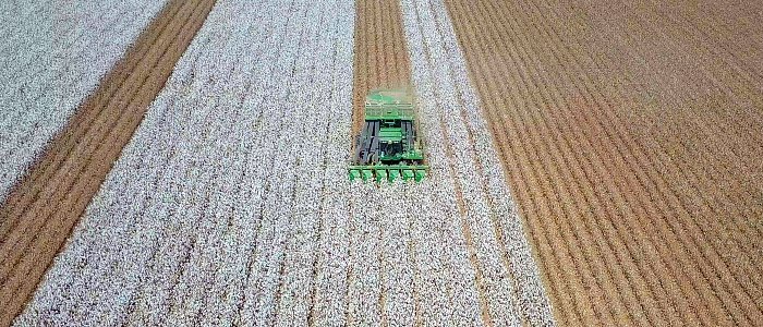 Η παγκόσμια παραγωγή βάμβακος συνεχίζει να υπερβαίνει την κατανάλωση τη σεζόν 2025/26