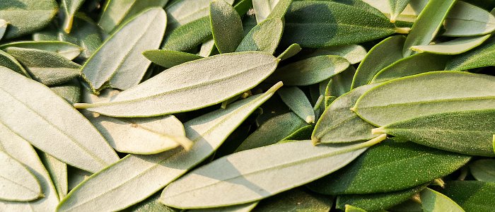 Φυλλόπτωση στην Ελιά: Φυσιολογική ή Σημάδι Προβλήματος;