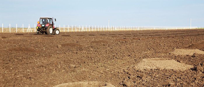Αμυγδαλιά: Τι πρέπει να ξέρει ο παραγωγός πριν ξεκινήσει μια φυτεία