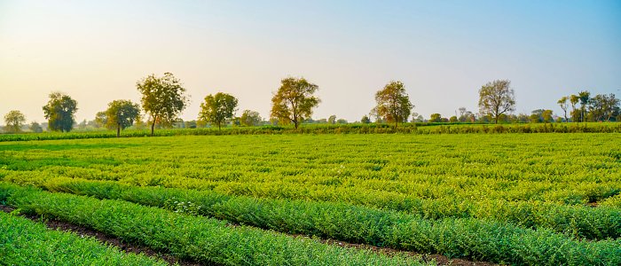 Κτηνοτροφικό ρεβίθι: η λύση στις πρωτεϊνούχες ζωοτροφές