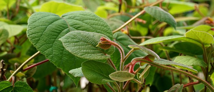 Φυτεύσεις ακτινιδιάς: Όσα πρέπει να γνωρίζουν οι παραγωγοί