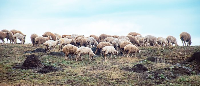 Ευλογιά αιγοπροβάτων: Η εικόνα της νόσου με βάση τα τελευταία στοιχεία έως 19 Δεκεμβρίου