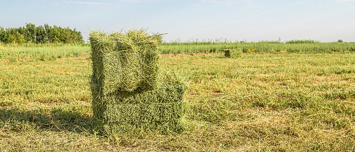 Μέσα στον Απρίλιο θα πληρωθεί η μηδική λέει το ΥπΑΑΤ, νέα δεδομένα έφερε ο αφθώδης πυρετός