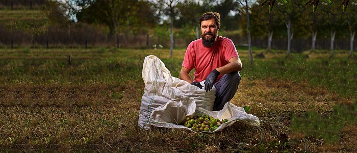 Μετά τις βροχές στο φουλ η συγκομιδή καρυδιών, προβλέψεις παραγωγής και αναμενόμενη αύξηση τιμών