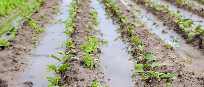 Βούλιαξε ο Έβρος πλημμύρισαν 150.000 στρέμματα, ζημιές και μειωμένη παραγωγή σκληρού κατά 30.000 τόνους