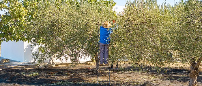 Από 1 Οκτωβρίου η δήλωση συγκομιδής ελαιοκάρπου υποστηρίζει το ΥπΑΑΤ, πως γίνεται και με τι πρόστιμα απειλείται ο παραγωγός