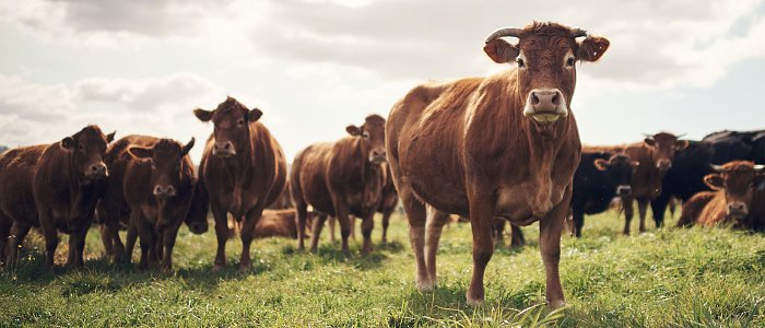 Βόειο κρέας στην Ευρώπη:  με μειωμένες σφαγές και παραγωγή έκλεισε το 2025 – το σημείο εκκίνησης για το 2026