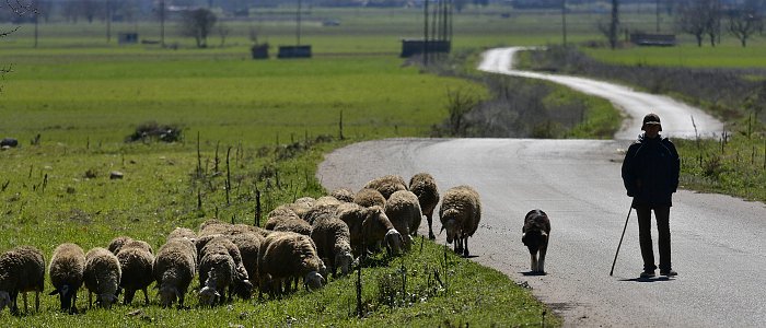 ΣΕΚ: Η ελληνική κτηνοτροφία στο έλεος της αδιαφορίας, καταστροφή γενετικού υλικού και αλαλούμ με Μέτρο 5.2