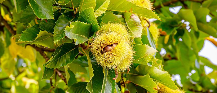 Το «Κάστανο Πάικου» ετοιμάζεται να πιστοποιηθεί σαν προϊόν με ονομασία προέλευσης