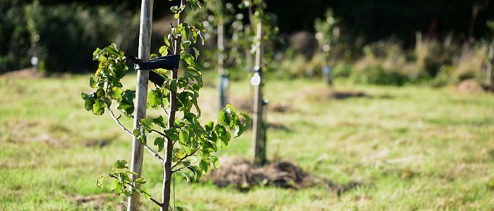 Φυτεύσεις αχλαδιάς: Τι πρέπει να γνωρίζει ο παραγωγός για την εγκατάσταση αχλαδεώνα