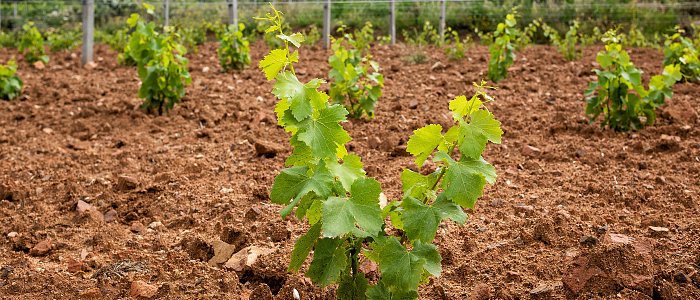 Νέες φυτεύσεις οινοποιήσιμου αμπελώνα: Τι πρέπει να γνωρίζει ο παραγωγός πριν προχωρήσει