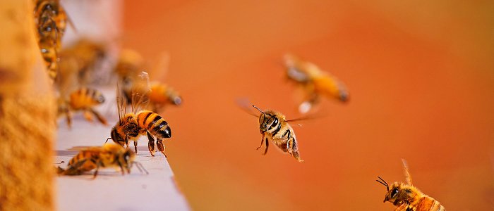 Η σημασία της επικονίασης στα πυρηνόκαρπα δένδρα: Τι πρέπει να γνωρίζουν οι παραγωγοί