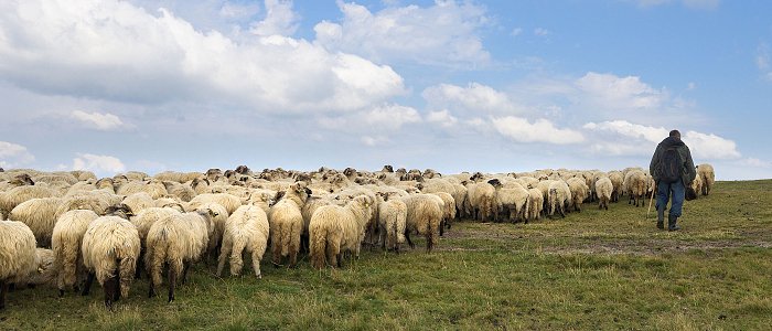Ποιοι κτηνοτρόφοι δεν θα πληρωθούν την αποζημίωση για την απώλεια εισοδήματος