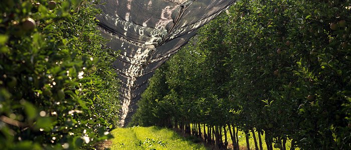 Πληρωμές de minimis για το προανθικό 2021 – τι αναφέρει το ΦΕΚ