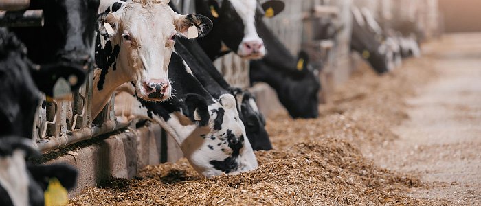 Αντιδιατροφικοί παράγοντες στις ζωοτροφές: πώς επηρεάζουν την απόδοση των ζώων και πώς αντιμετωπίζονται