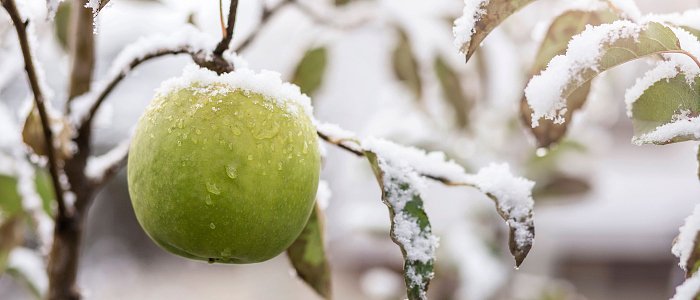 Πληρωμή αποζημιώσεων περιμένουν οι παγετόπληκτοι παραγωγοί, κεράσια και μήλα μένουν εκτός