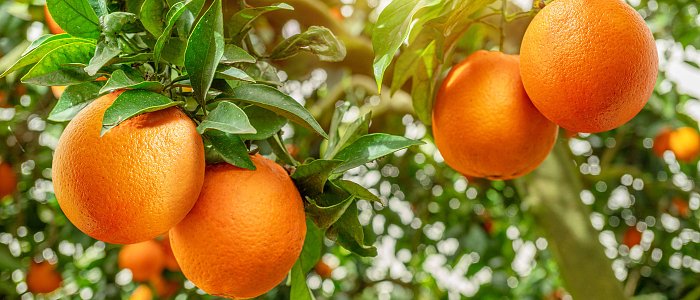 Ξεκίνησαν οι κοπές στις Ναβαλίνες, έχουμε καλές ποιότητες φέτος στα πορτοκάλια, που κυμαίνονται οι τιμές