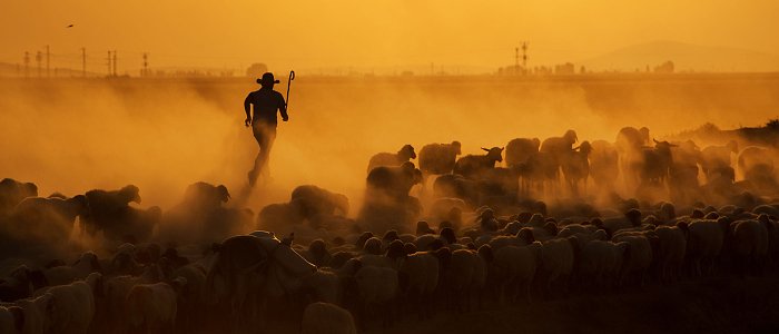 Στην Θεσσαλία τρεις νέες συλλήψεις κτηνοτρόφων για παράνομη βόσκηση, αναζητούν έναν ακόμη