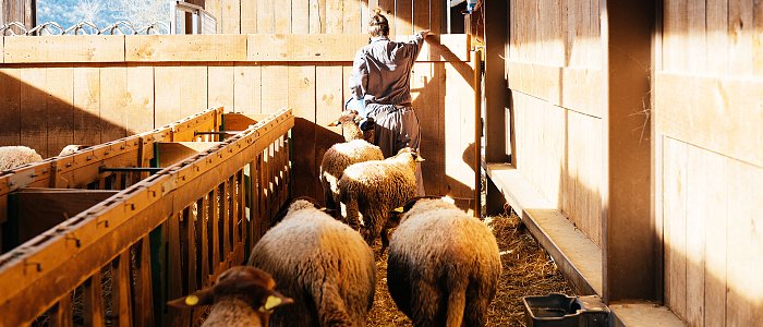 Έφτασαν 48 τα κρούσματα του αφθώδους πυρετού στη Λέσβο