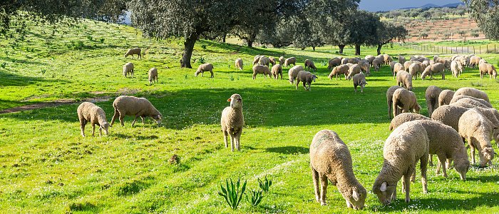 Τεχνητοί λειμώνες: Πώς η σωστή επιλογή φυτών ενισχύει τη βόσκηση και την ποιοτική νομή