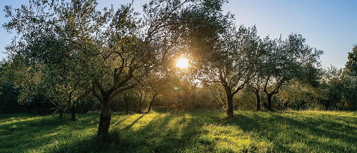 Η εικόνα της παραγωγής στις κύριες ελαιουργικές ζώνες, που κυμαίνονται οι τιμές του ελαιολάδου για τα περσινά αποθέματα