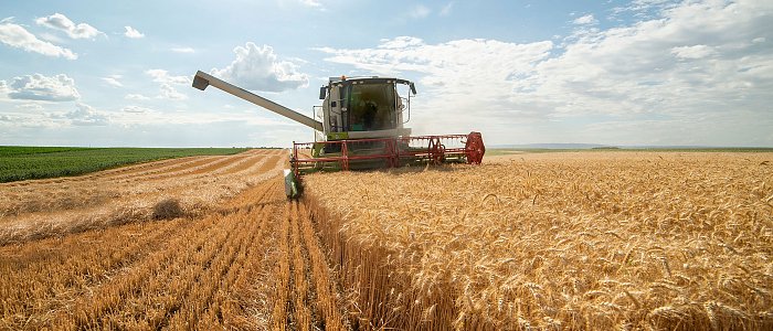 Σκληρό Σιτάρι και άλλα Σιτηρά εναντίον Ζιζανίων- πού κρίνεται η μάχη;