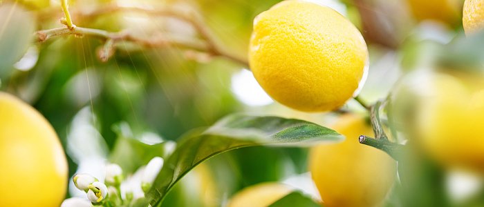 Στα 90 λεπτά οι τιμές στα λεμόνια, η μειωμένη παγκόμια προσφορά κρατά σε χαμηλά επίπεδα τις εισαγωγές