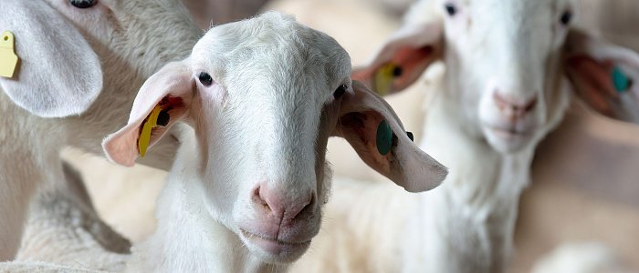 Ενίσχυση σε κτηνοτρόφους που έχασαν ζώα 28,5 εκ. ευρώ, 70 ευρώ ανά πρόβατο και αίγα άνω 6 μηνών και 45 ευρώ στα υπόλοιπα