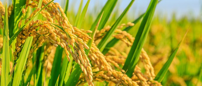 Οι ευρωπαίοι παραγωγοί ρυζιού βρίσκονται «στο χείλος του γκρεμού» από τις ανεξέλεγκτες εισαγωγές