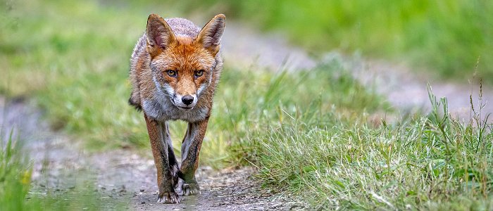 Έναρξη της 21ης Εμβολιαστικής Εκστρατείας των αλεπούδων για λύσσα