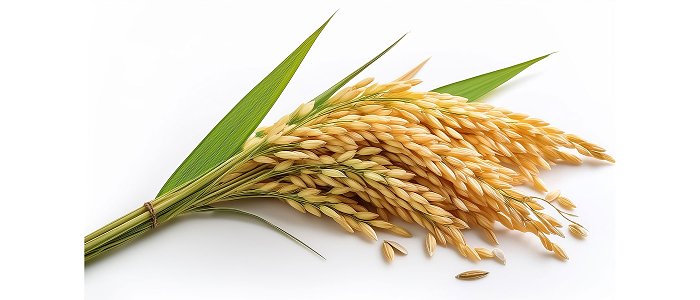 Ανοίγει συζήτηση για πιστοποιημένο σπόρο στην συνδεδεμένη ρυζιού το ΥπΑΑΤ, τον θεωρεί βασικό για μέλλον της καλλιέργειας