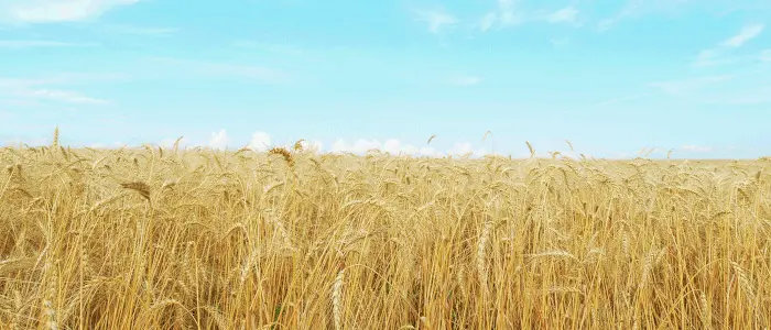 Πράσινο φως από ΕΛΓΑ για ad hoc πρόγραμμα αποζημιώσεων στους παραγωγούς σιτηρών το 2024 ύψους 77 εκ. ευρώ