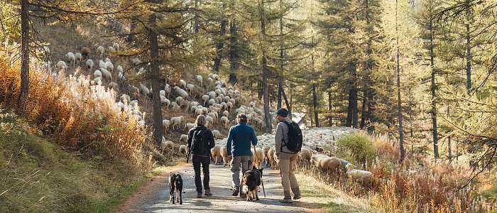 Ετήσια απογραφή ζώων