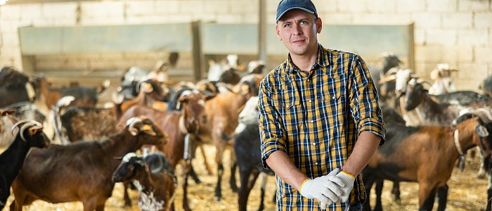 Συνέλαβαν κτηνοτρόφο που έβγαλε για βοσκή 50 κατσίκια στα 300 μέτρα από τον στάβλο