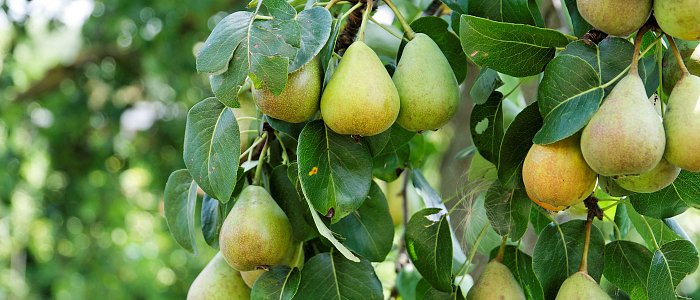 Αχλαδιά: Ασθένειες και εχθροί της περιόδου – Η παρατεταμένη ανθοφορία κρατά εκτεθειμένη την καλλιέργεια