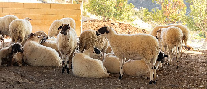 20 νέα μέτρα θωράκισης της κτηνοτροφίας απέναντι στην ευλογιά – Τι ανακοίνωσε το ΥΠΑΑΤ