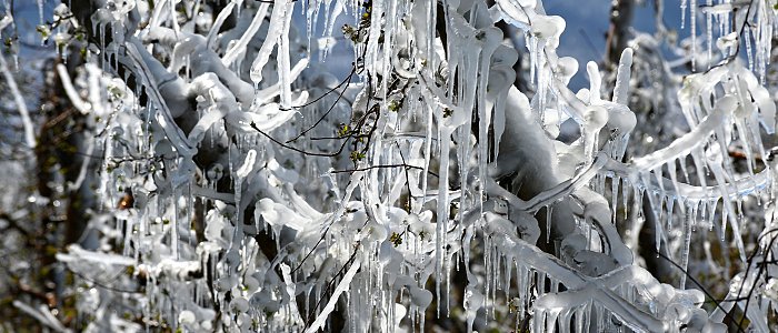 Ανοιξιάτικοι παγετοί: όταν η άνοιξη έρχεται νωρίς και ο λογαριασμός πληρώνεται ακριβά