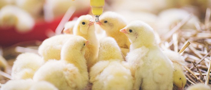 Τα σημαντικά προβλήματα των πτηνοτρόφων κρεατοπαραγωγής που ζητούν λύσεις