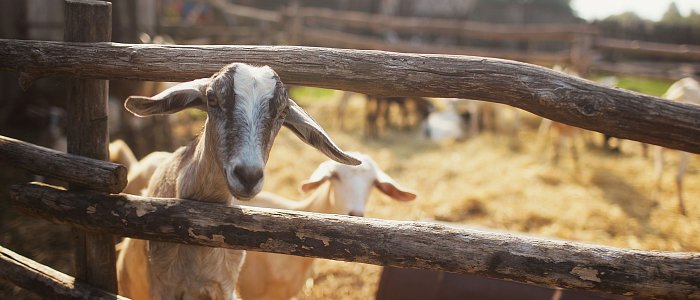 Κτηνοτρόφοι χωρίς περίφραξη και απολυμαντική τάφρο δεν αποζημιώνονται για ευλογιά, πληρωμή ενισχύσεων μόνο με βόλο