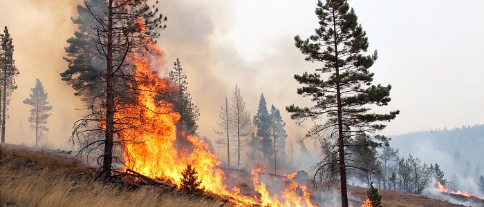 Οι προκαταβολές ανά καλλιέργεια που αφορούν τις αποζημιώσεις στο φυτικό κεφάλαιο από πυρκαγιές