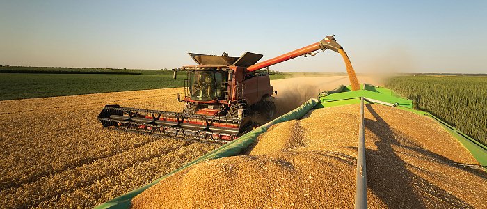 Ολοκληρώθηκαν οι σπορές στο σκληρό σιτάρι, καλή εικόνα δείχνουν τα φυτρώματα, η παγκόσμια παραγωγή και οι διεθνείς τιμές