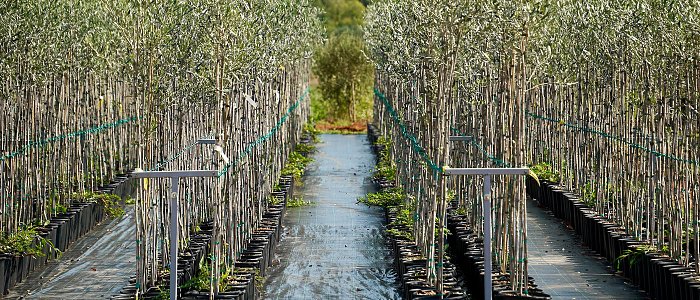 Επιλογή δενδρυλλίων ελιάς: Η βάση για έναν επιτυχημένο ελαιώνα
